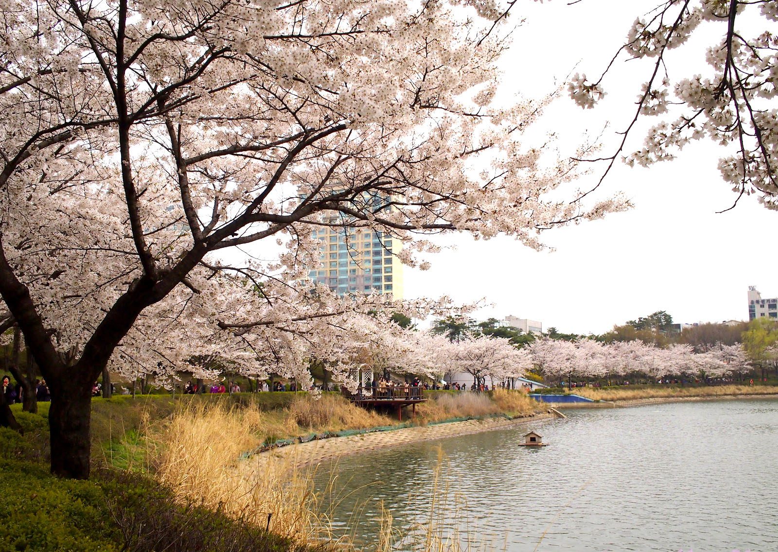 Cảnh đẹp mê hoặc lòng người tại hồ Seokchon ở Hàn Quốc