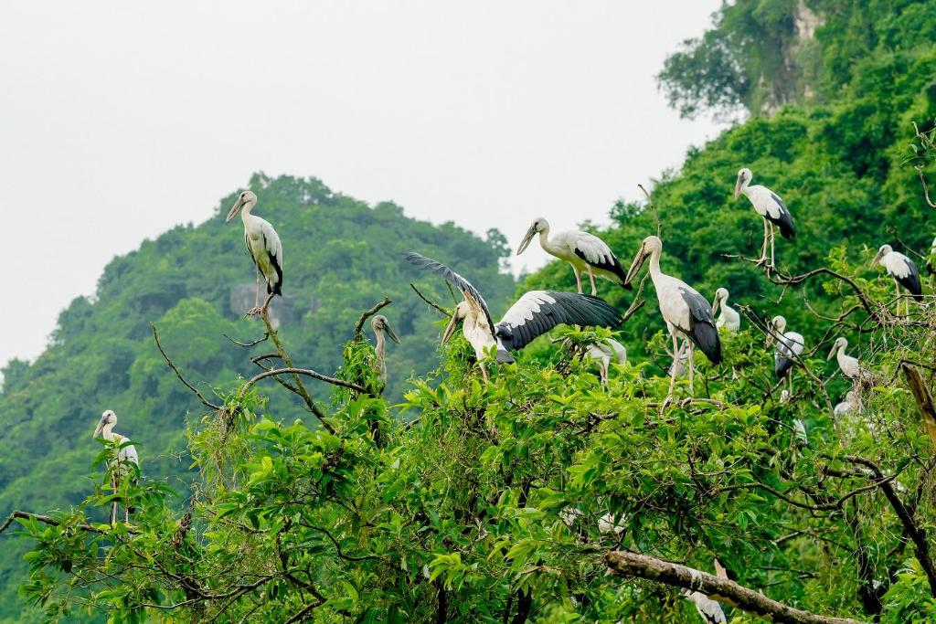 Thông tin về khu du lịch sinh thái vườn chim Thung Nham