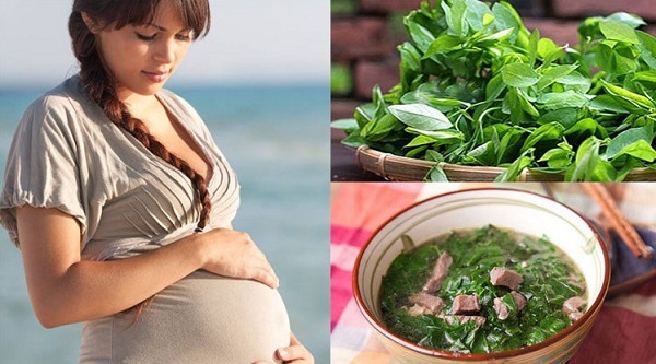 Phụ nữ mang thai không nên ăn rau ngót chùm ngây (rau cải ngựa)