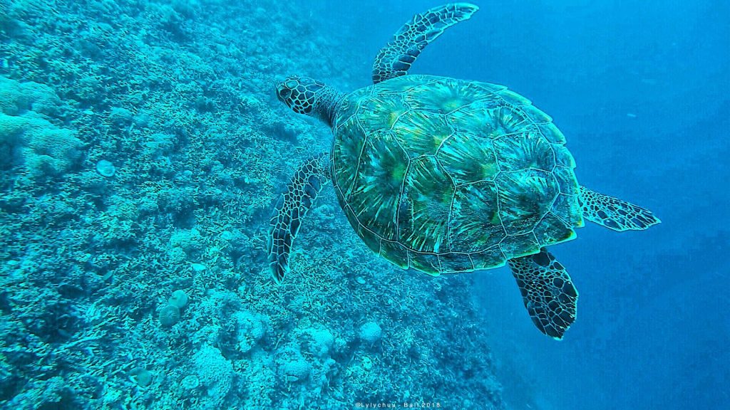 Những chú rùa đang tung tăng bơi lội trong lòng đại dương một cách thoải mái và thân thiện